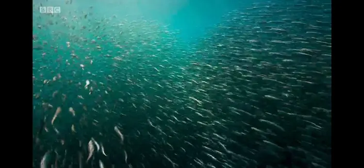Anchovy sp. () as shown in Blue Planet II - Green Seas